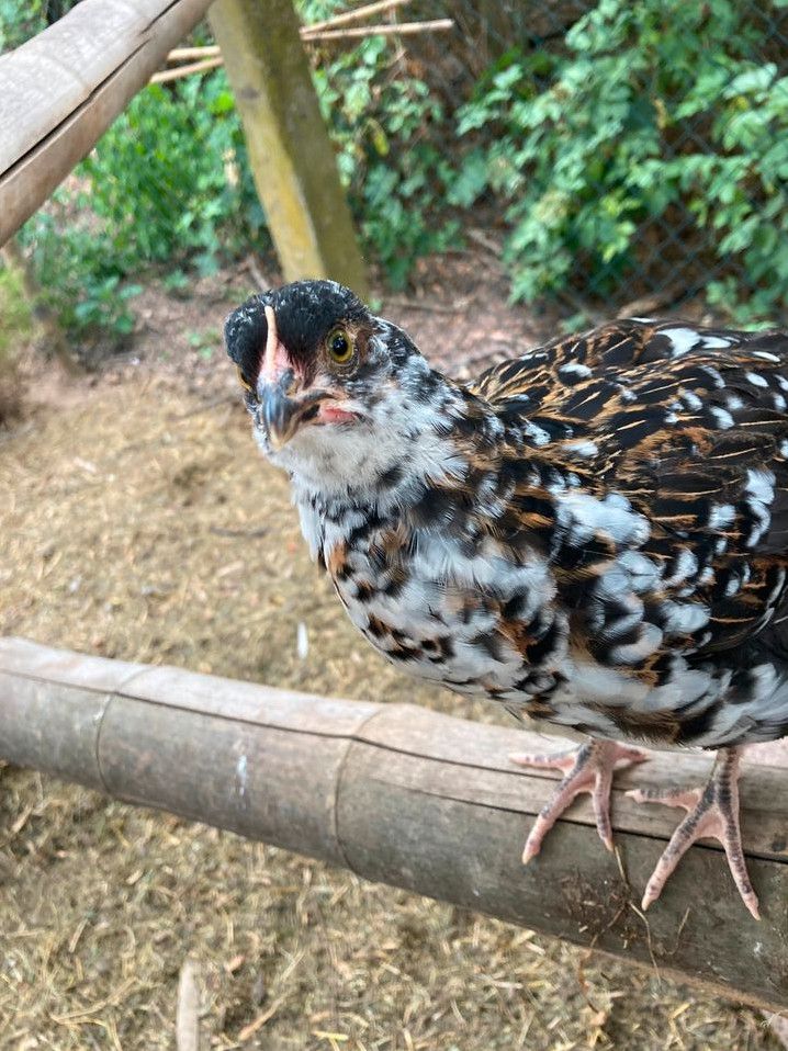 Schwedisches Blumenhuhn Eier in Haßloch