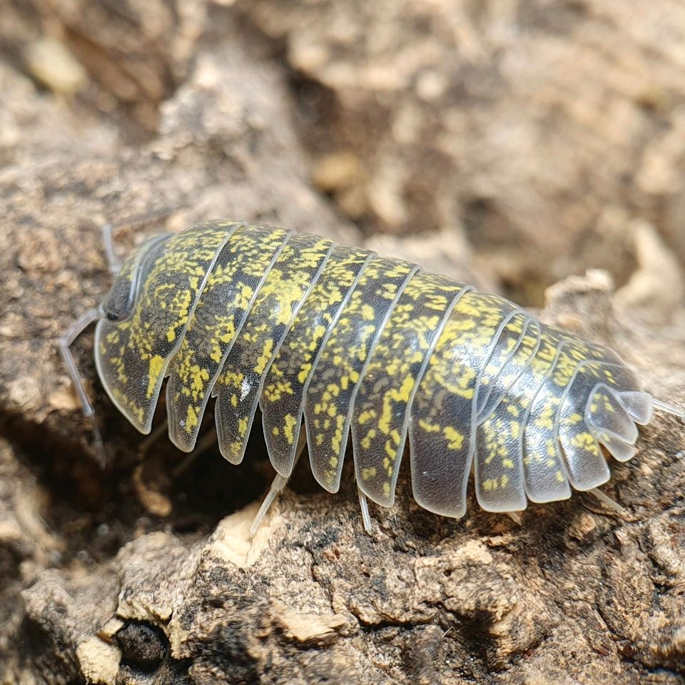 Armadillidium ameglioi isopod shop Assel Asseln kaufen isopoda in Tübingen