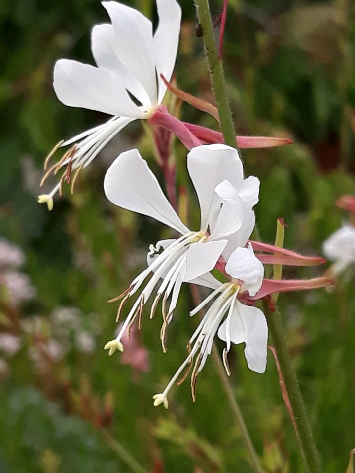 Gaura Prachtkerze insektenfreundlich winterhart in Berlin