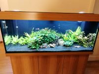 Juwel AQUARIUM Rio 240 LED mit Besatz, Co2 Anlage, Eiche hell Nordrhein-Westfalen - Herdecke Vorschau