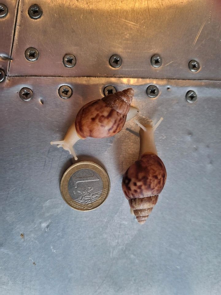 Achatschnecken, Achatina Fulica Nachwuchs in Paderborn