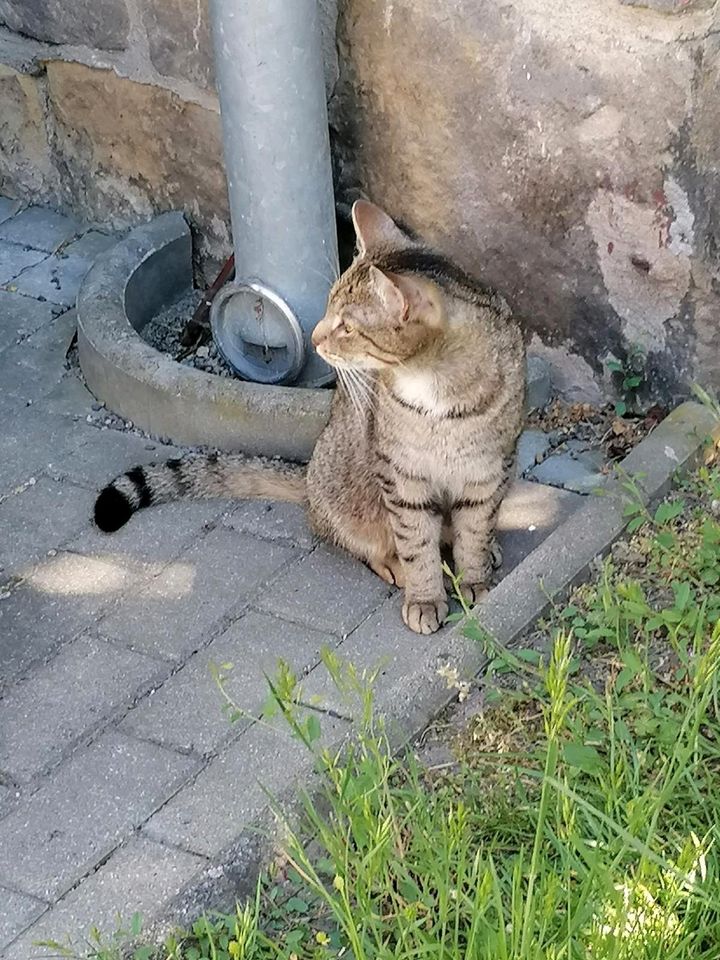 Kater zugelaufen in meißen! in Meißen