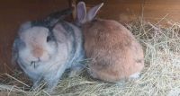 Kaninchen suchen neues Zuhause Saarland - Spiesen-Elversberg Vorschau