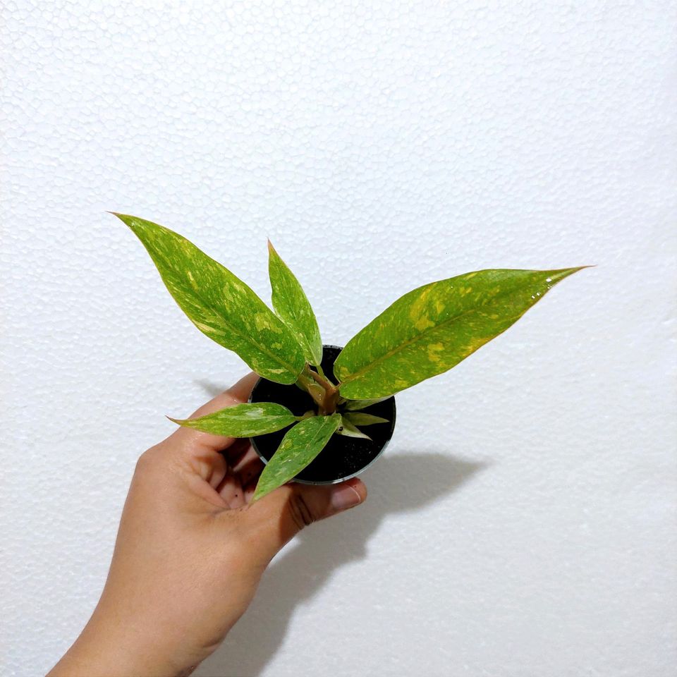 Philodendron Ring of Fire in Berlin