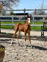 Typvolles Stutfohlen, Deutsches Reitpony, v. Dreidimensional Baden-Württemberg - Forchheim Vorschau