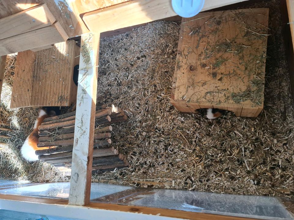 Meerschweinchen Hasen Käfig Gehege Auslauf  groß in Ockenheim