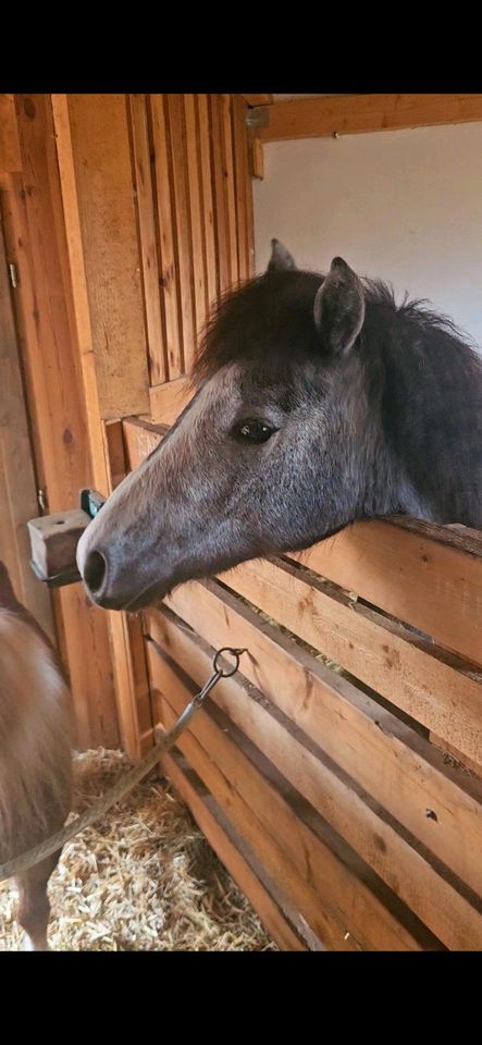 2 jährige Ponystute 120 cm Schimmel sehr brav in Au