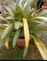 Schmucklilie Agapanthus Garten Pflanze Bayern - Bodenwöhr Vorschau