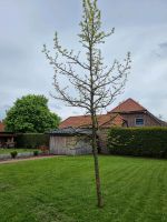 Amerikanischer Amberbaum Niedersachsen - Bersenbrück Vorschau