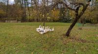 Gänse zu verkaufen Baden-Württemberg - Ottenbach Vorschau