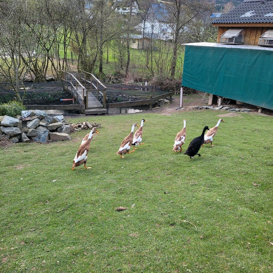 Bruteier Indische Laufenten, Enten, Bruteier in Olsberg