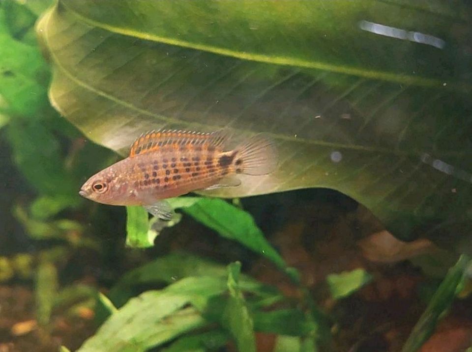 TRIO Roter Burma-Blaubarsch Badis ruber Blaubarsch Barsche in Osnabrück