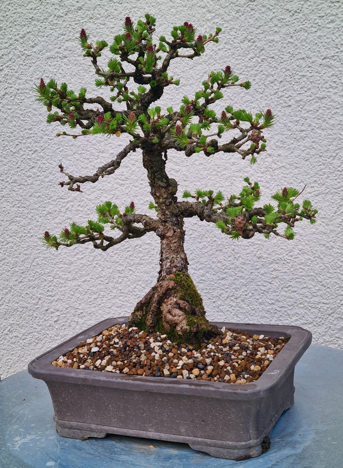 Bonsai Lärche mit Blüten und Zapfen in Ludwigsburg