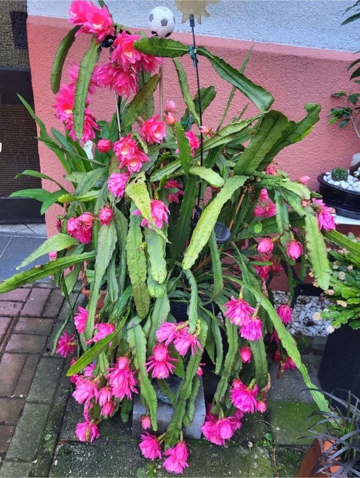 Epiphyllum rosa in Berlin