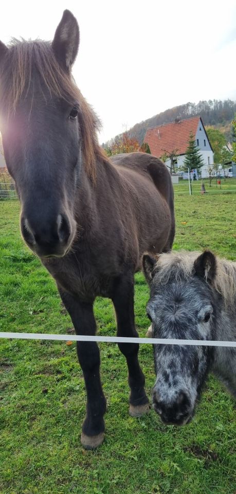 Island Pony und Mini Shetty zu verkaufen in Schimberg