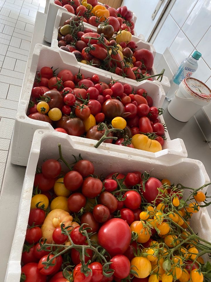 Tomatensamen Cocktail- Kirschtomaten Mix Alte Sorten in Esslingen