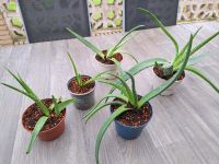 Aloe Vera Ableger (echte Aloe Vera Pflanze) Nordrhein-Westfalen - Bergheim Vorschau