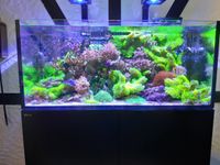 Red Sea Meerwasseraquarium Reefer 350 L Kpl.,ohne Tiere Essen - Bredeney Vorschau