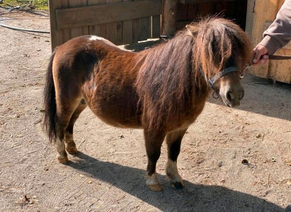 Minishetlandpony  Hengst  Leo in Künzing