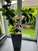 Gummibaum Pflanze im Lechuza Cubico 40 schiefergrau Nordrhein-Westfalen - Erkelenz Vorschau