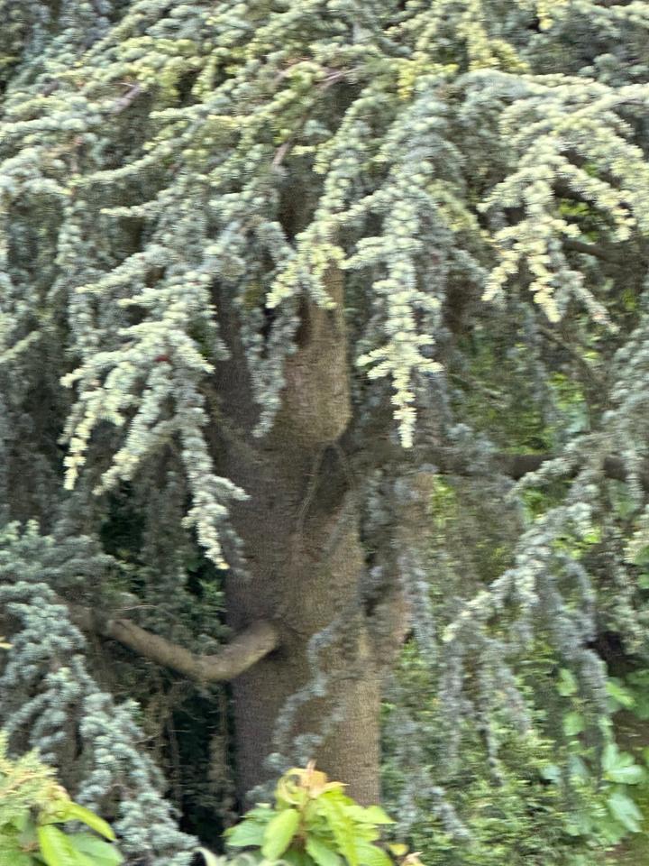 Baum zum selbst fällen für Brennholz in BadenWürttemberg Weinheim