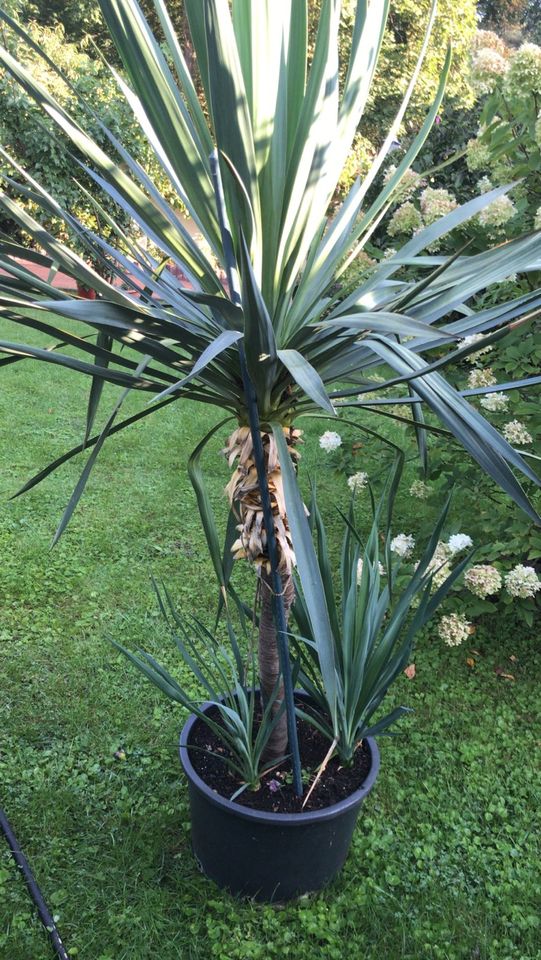 Palme Kübelpflanze mit 2 Ablegern im Topf 2m in Kolkwitz