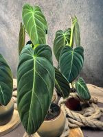 Philodendron Melanochrysum Dresden - Pieschen Vorschau