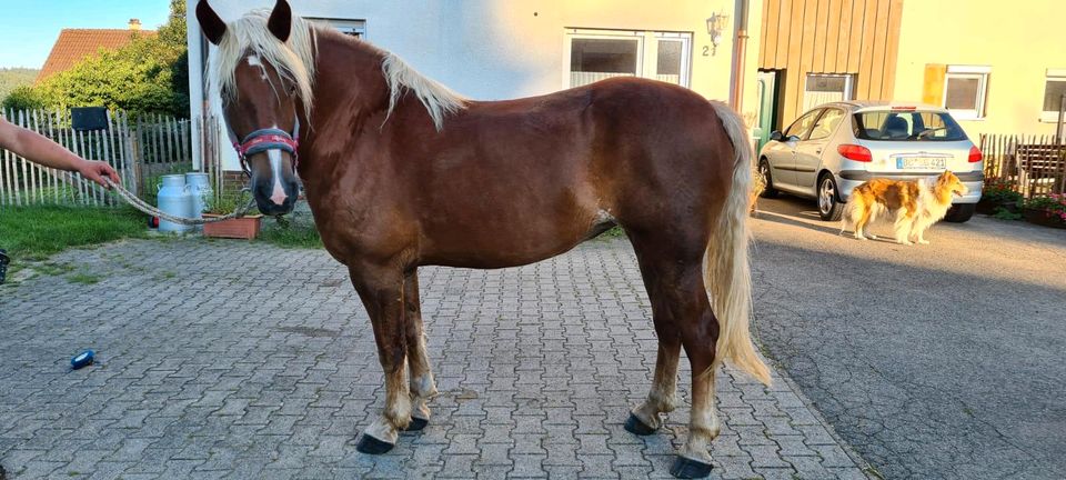 Schwarzwälder Kaltblutstute als Beisteller und/oder Fohlenstute in Erolzheim