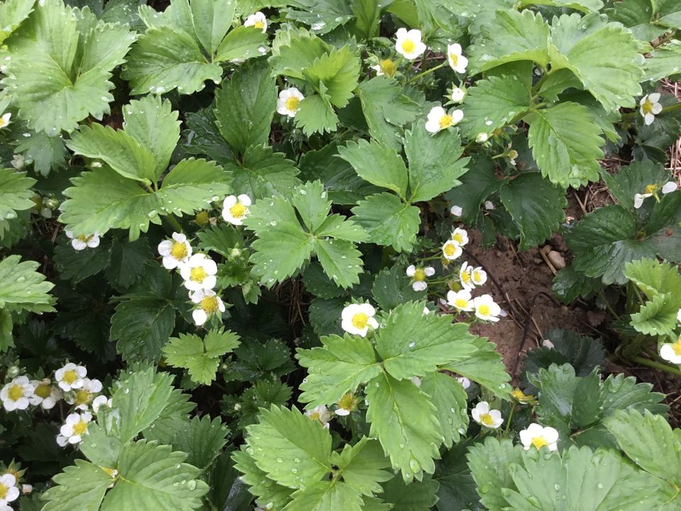 Erdbeeren -Himmbeer -Kräuter Pflanzen Garten in Erkelenz