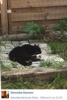 KATZE " FINDUS " VERMISST !!! Nordfriesland - Husum Vorschau