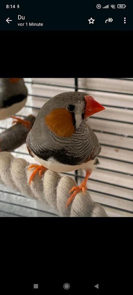 Zebrafinken - weiß - Zimt - Naturfarben weiblich/männlich in Leipzig