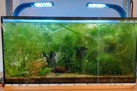 Aquarium mit Besatz / 60x30x30cm / 54 Liter Kr. Landshut - Furth Vorschau