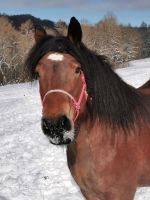 Reitbeteiligung PFERD sucht MENSCH Niedersachsen - Bilshausen Vorschau