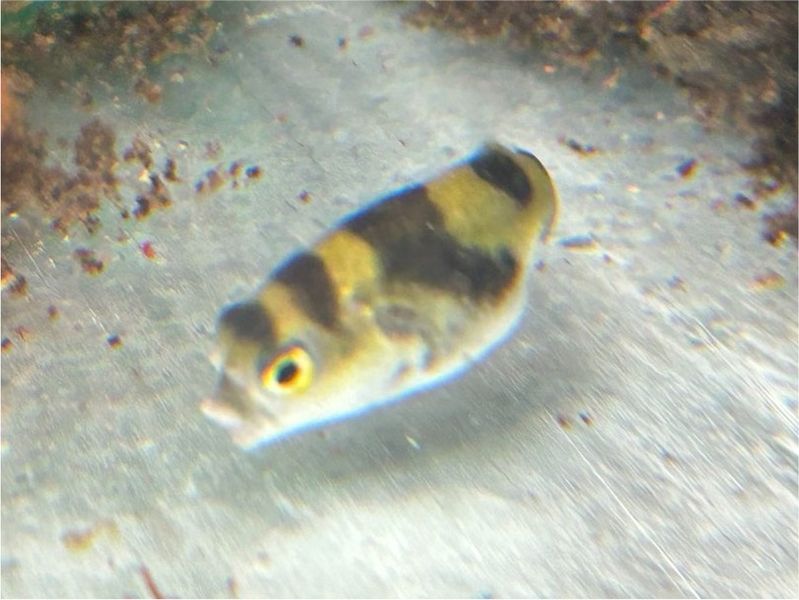 Assel Kugelfisch Colomesus asellus Papageienkugelfisch in Baden-Württemberg  - Rangendingen | Aquarium und Aquaristikzubehör günstig | eBay  Kleinanzeigen ist jetzt Kleinanzeigen