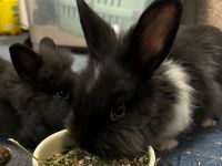 Kaninchen suchen ein schönes Zuhause Hamburg Barmbek - Hamburg Barmbek-Süd  Vorschau