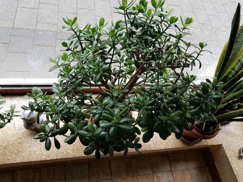 Zimmerpflanzen Bogenhanf und Geldbaum in Grevenbroich