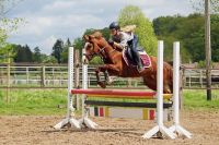 Gut ausgebildete Welsh Stute / Schulpony (springen & Dressur) Niedersachsen - Rosengarten Vorschau