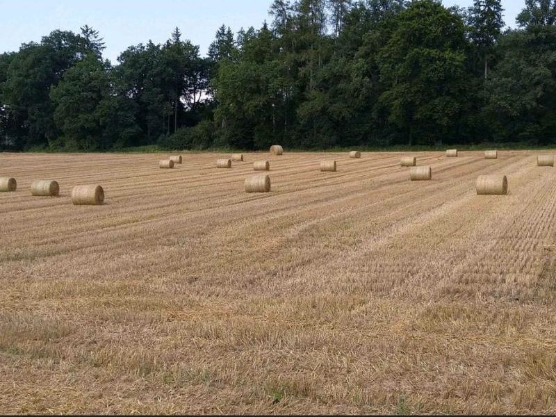 Mini Rundballen Stroh Pferde Hasen Ziegen Hühner Schafe in Meitingen