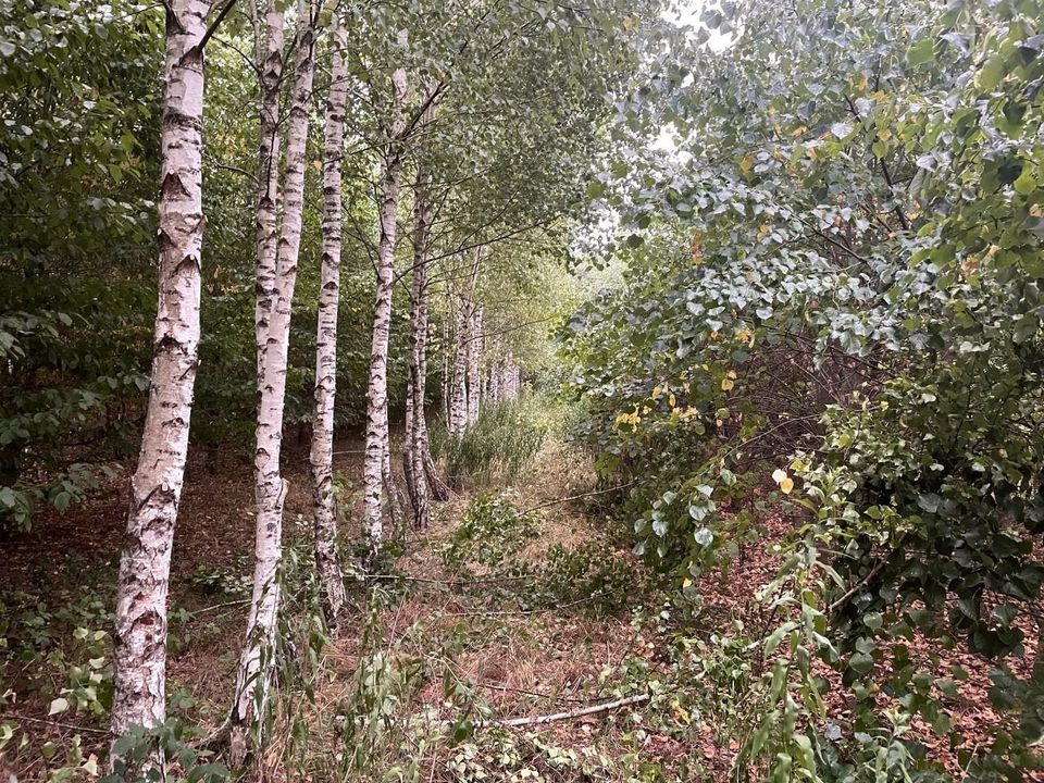 Suche Waldgrundstück / Wald / Forst / Waldfläche   Kauf od. Pacht in Haigerloch