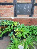 Schöne verschiedene Hostas Niedersachsen - Cappeln (Oldenburg) Vorschau