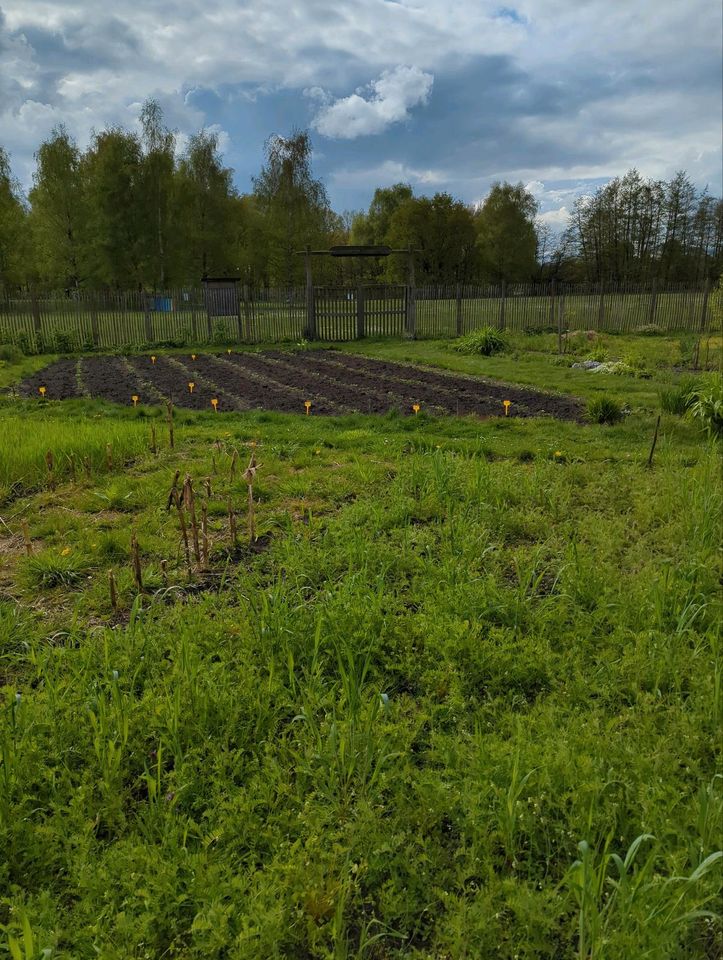 Gemeinschaftsgarten Elli in Huchting sucht neue Mitglieder! in Bremen