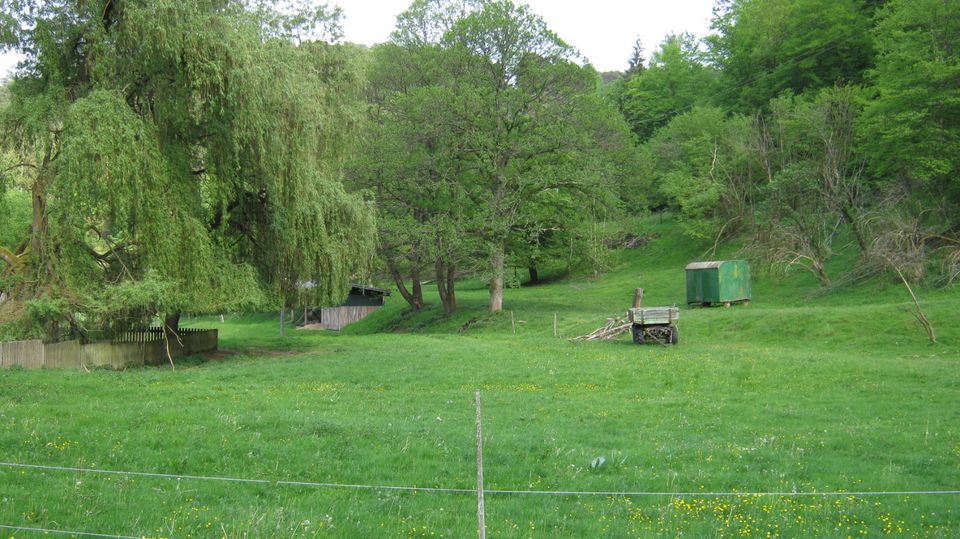 Offenstallplatz in kleiner Perdegruppe im Pfälzer Wald in Weidenthal