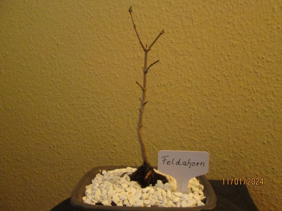 ( 75 )  Prebonsai Feldahorn in Berlin