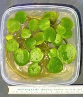 Froschbiss Schwimmpflanze Pflanze Aquarium Aquariumpflanze Nordrhein-Westfalen - Bottrop Vorschau