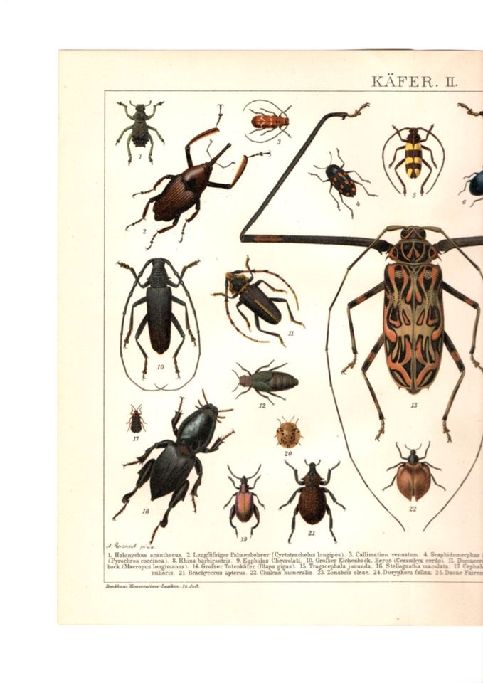 INSEKTEN - KÄFER - COLEOPTERA - 2 CHROMOLITHOGRAPHIEN - 1902 in Berlin