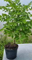 Bonsai,  Eschenbaum , Fraxinus excelsior im 3 Liter Topf Nordrhein-Westfalen - Solingen Vorschau