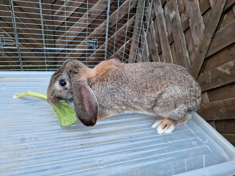 Kaninchen Widder Böckchen in Eschweiler