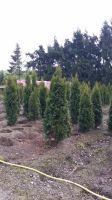 Thuja "Smaragd" Thüringen - Mohlsdorf Vorschau