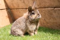 Kaninchen zu verkaufen Nordrhein-Westfalen - Euskirchen Vorschau