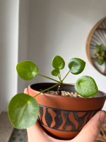 Pilea peperomioides ‚sugar‘ Lindenthal - Köln Weiden Vorschau